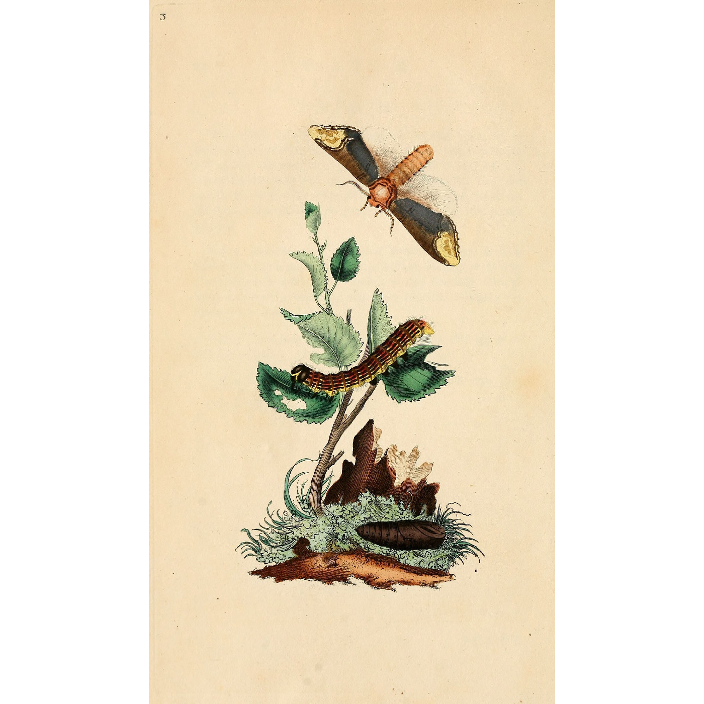 Natural History of British Insects Vol. 1