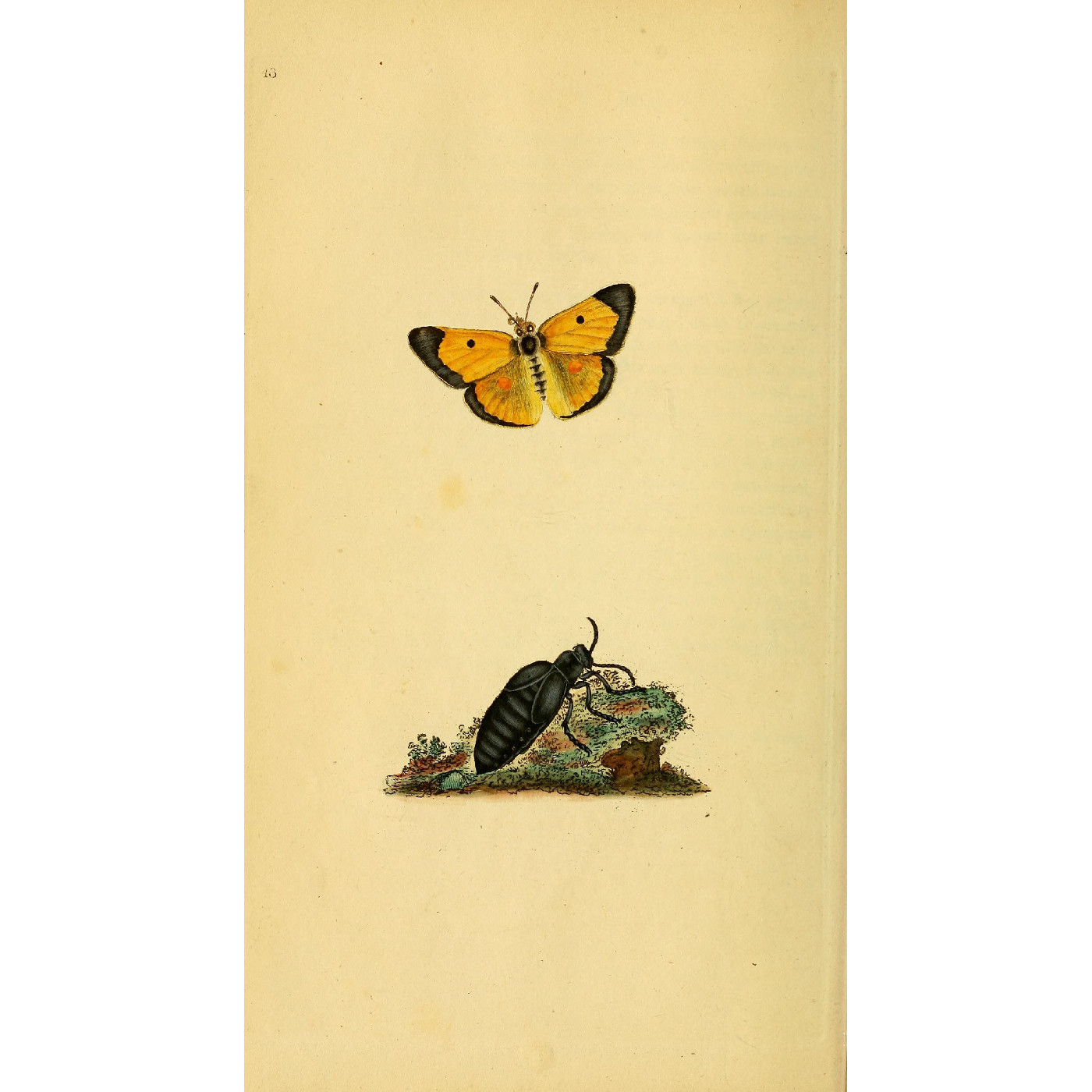 Natural History of British Insects Vol. 2