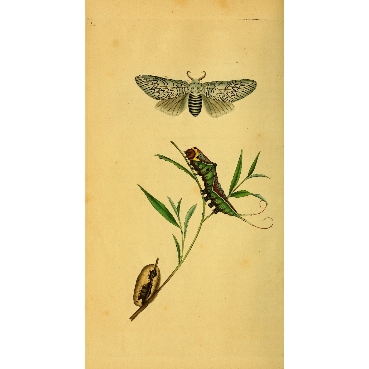 Natural History of British Insects Vol. 3