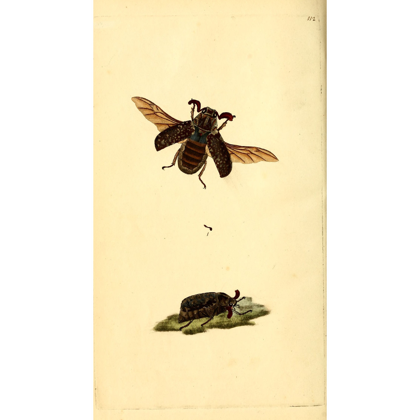 Natural History of British Insects Vol. 4