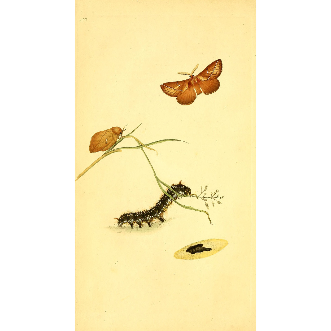 Natural History of British Insects Vol. 5