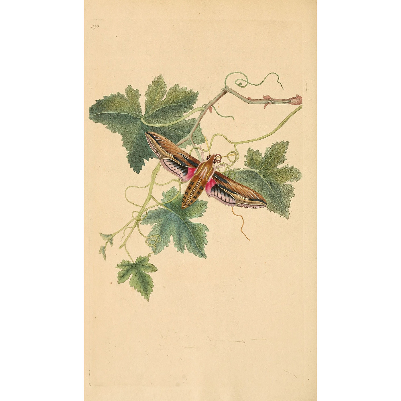 Natural History of British Insects Vol. 6