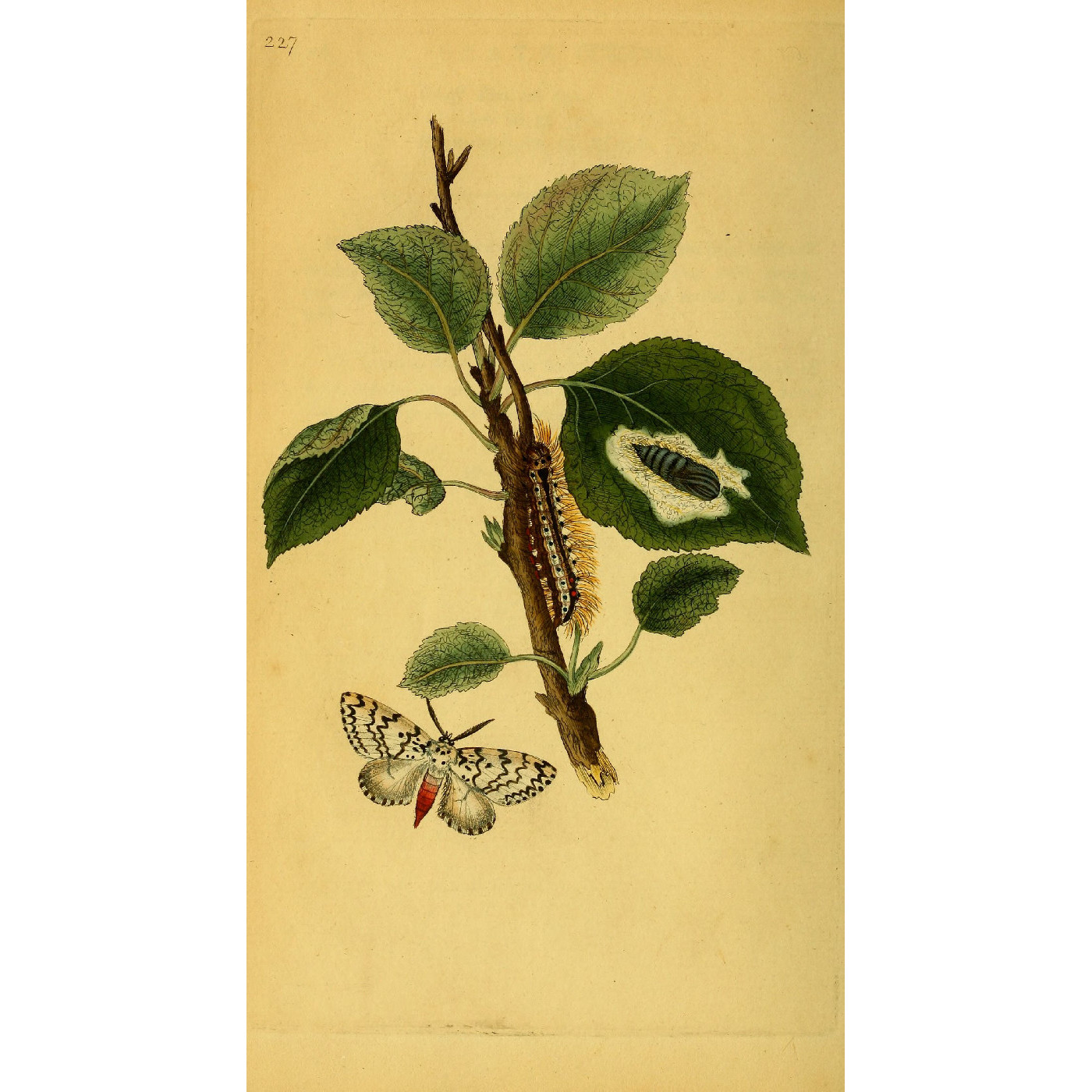 Natural History of British Insects Vol. 7
