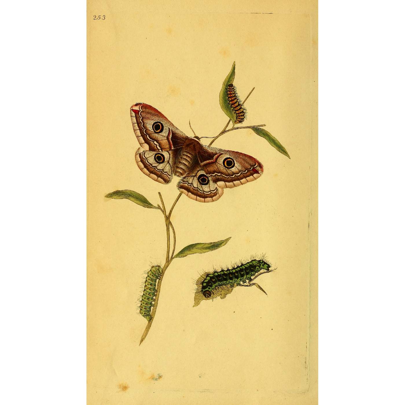 Natural History of British Insects Vol. 8