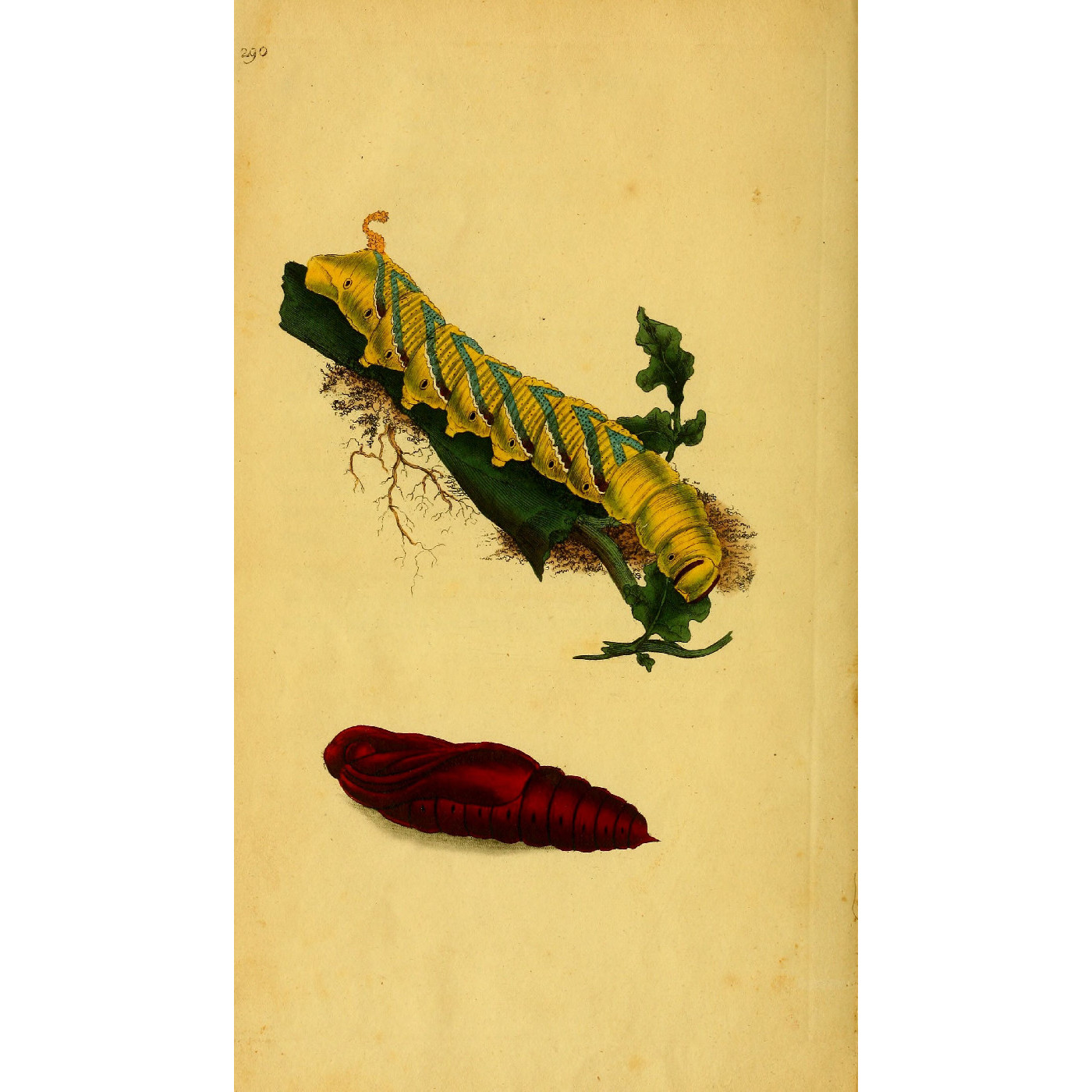 Natural History of British Insects Vol. 9