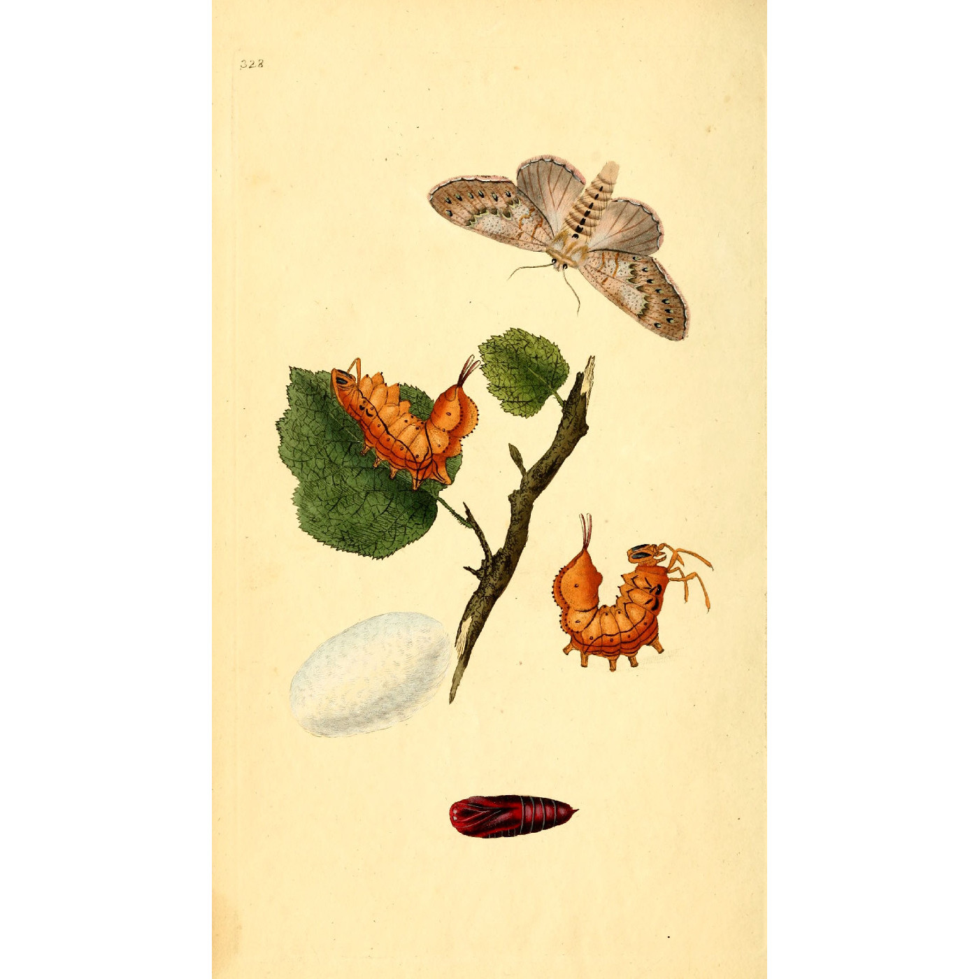 Natural History of British Insects Vol. 10