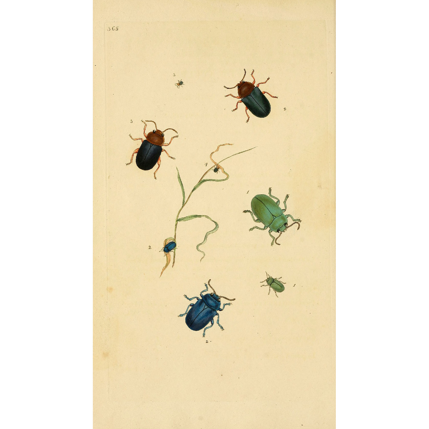 Natural History of British Insects Vol. 11