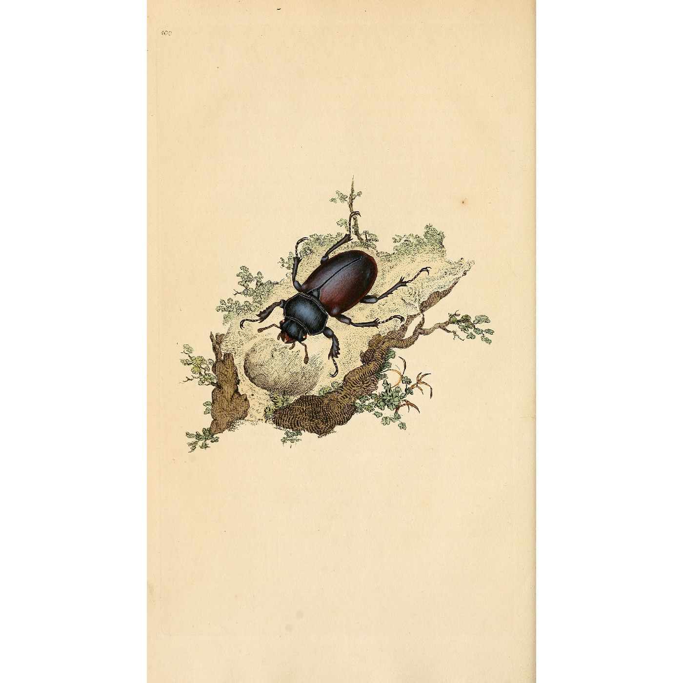 Natural History of British Insects Vol. 12