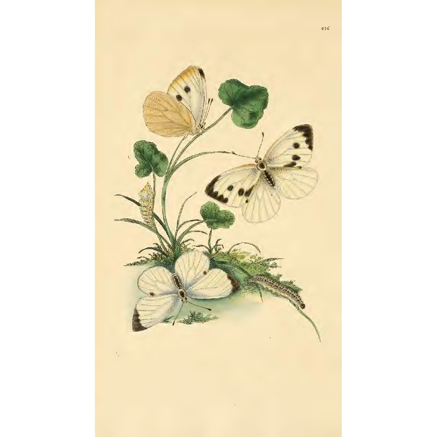 Natural History of British Insects Vol. 13