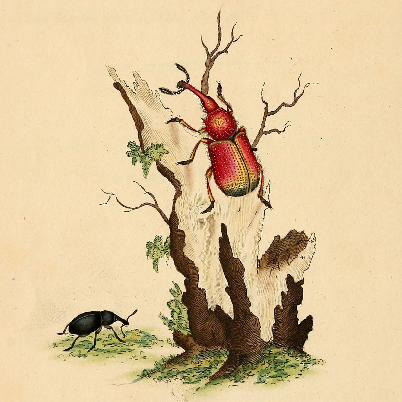 Natural History of British Insects