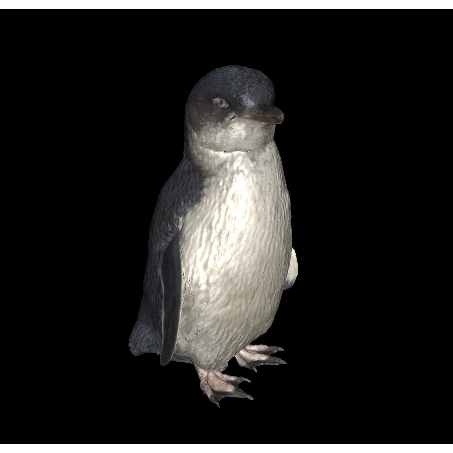Little Blue Penguin / Kororā (Embedded)