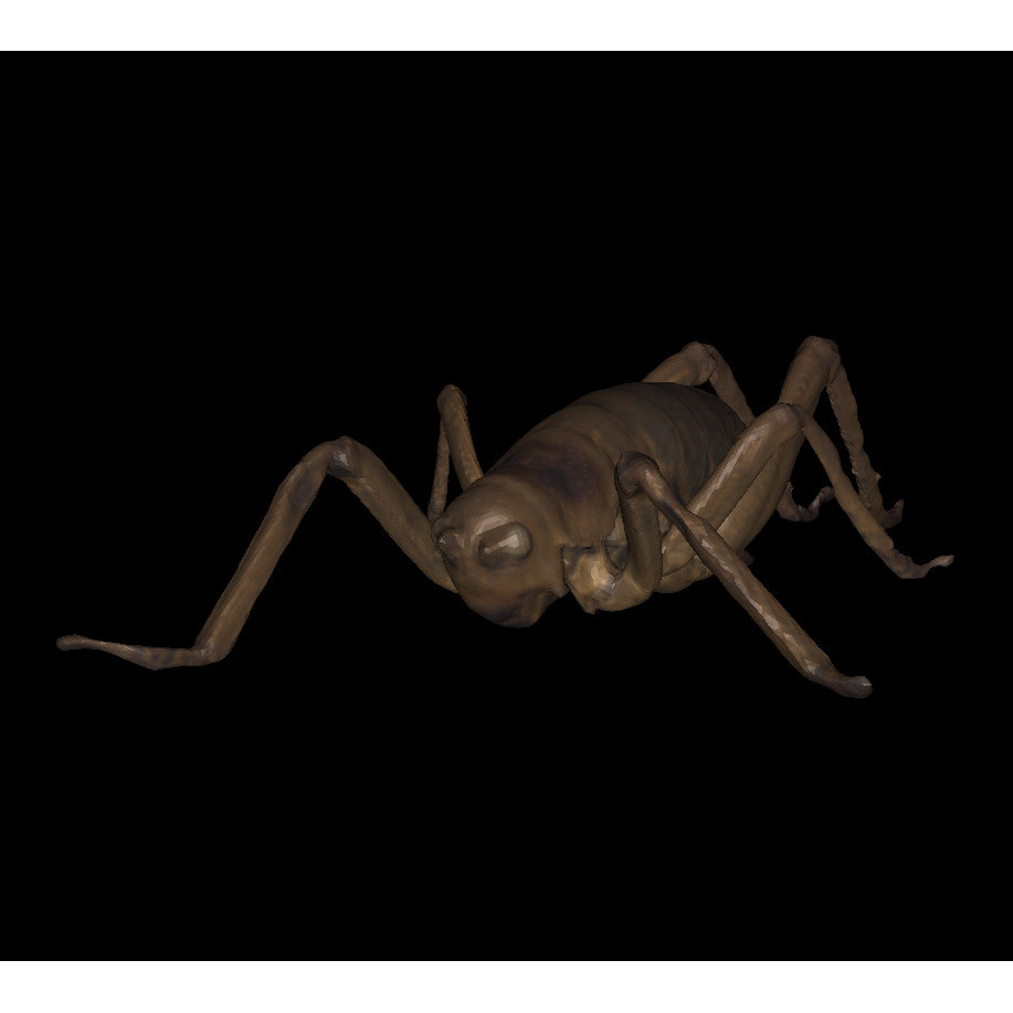 Giant Weta / Wētāpunga