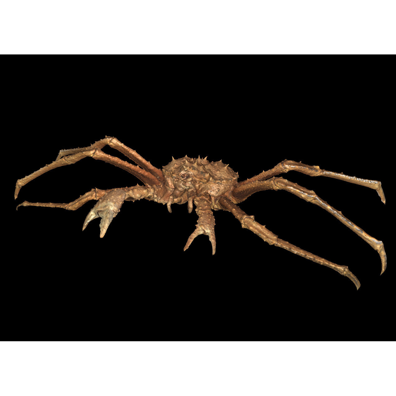 King Crab