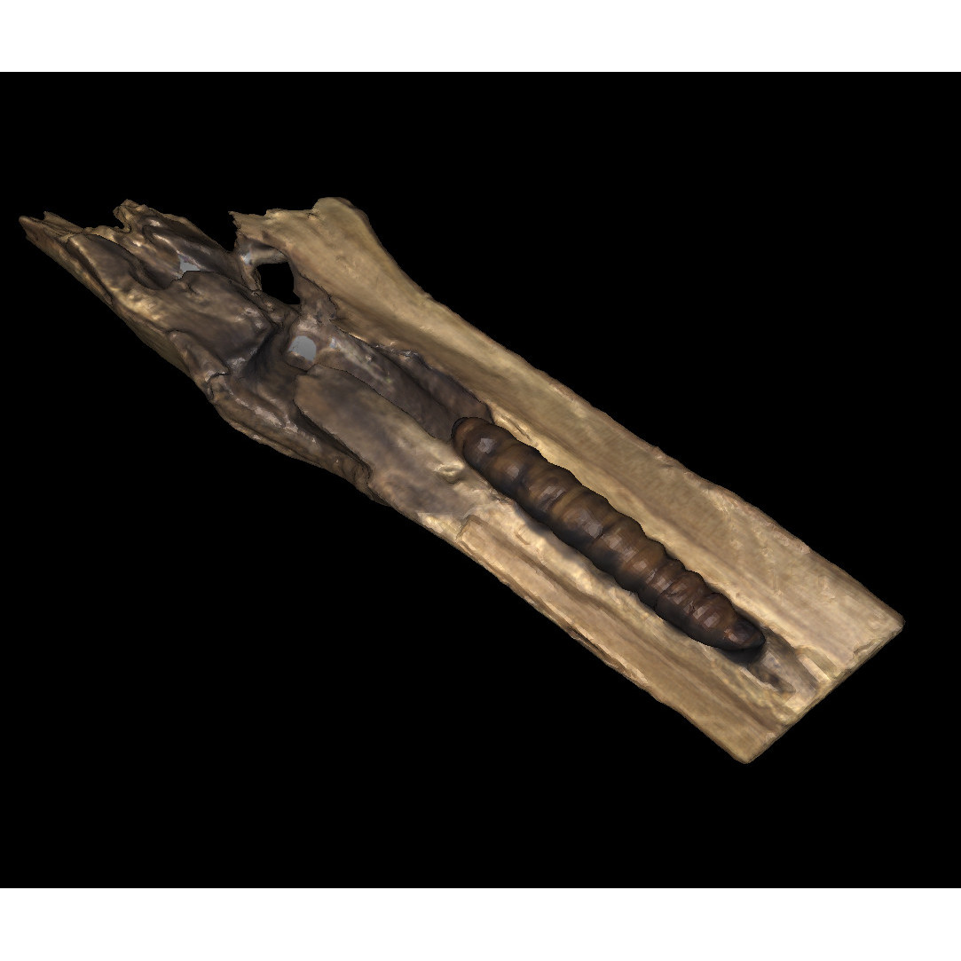 Pūriri Grub (pepetuna)
