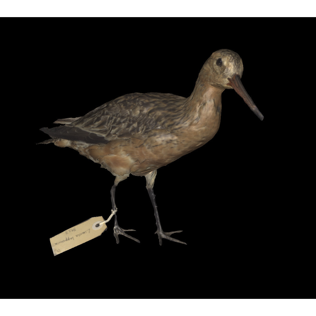Bar-tailed Godwit / Kūaka