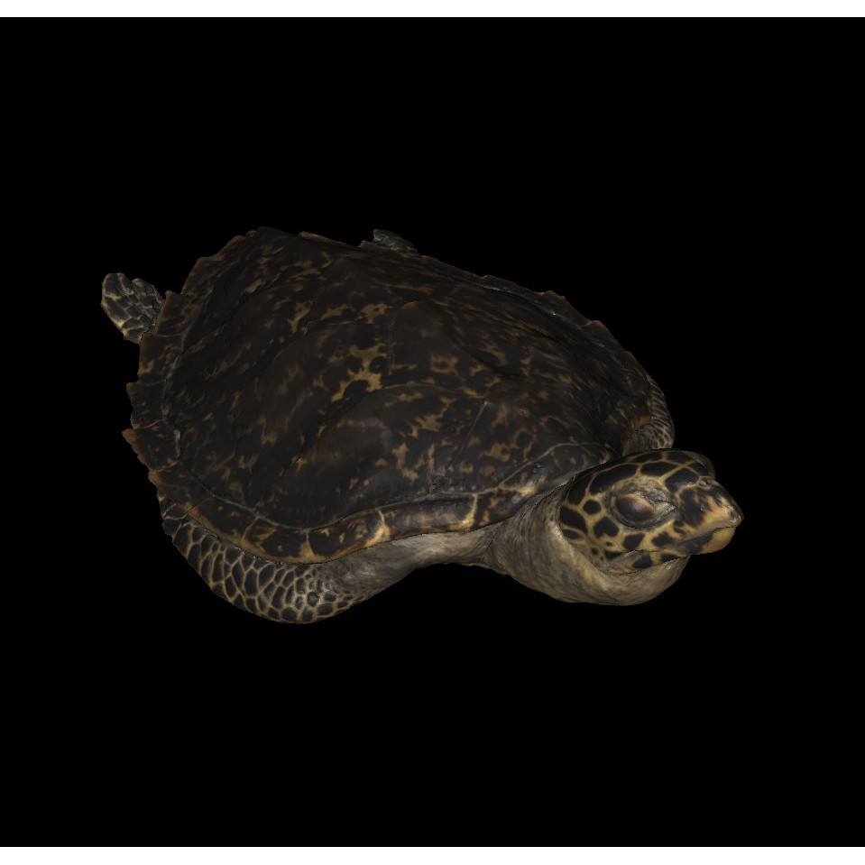 Hawksbill Sea Turtle