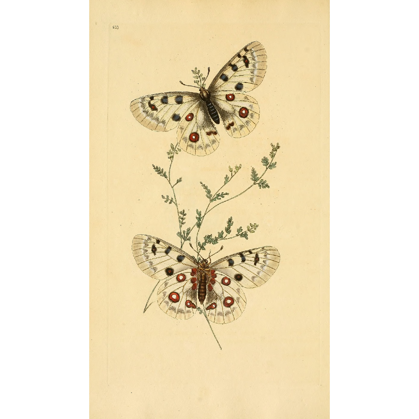 Natural History of British Insects Exhibition
